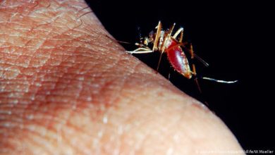 Photo of Neue Malariamücke breitet sich in Afrikas Städten aus