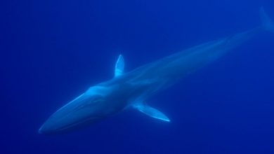 Photo of Walgesänge helfen bei der Erkundung des Meeresbodens